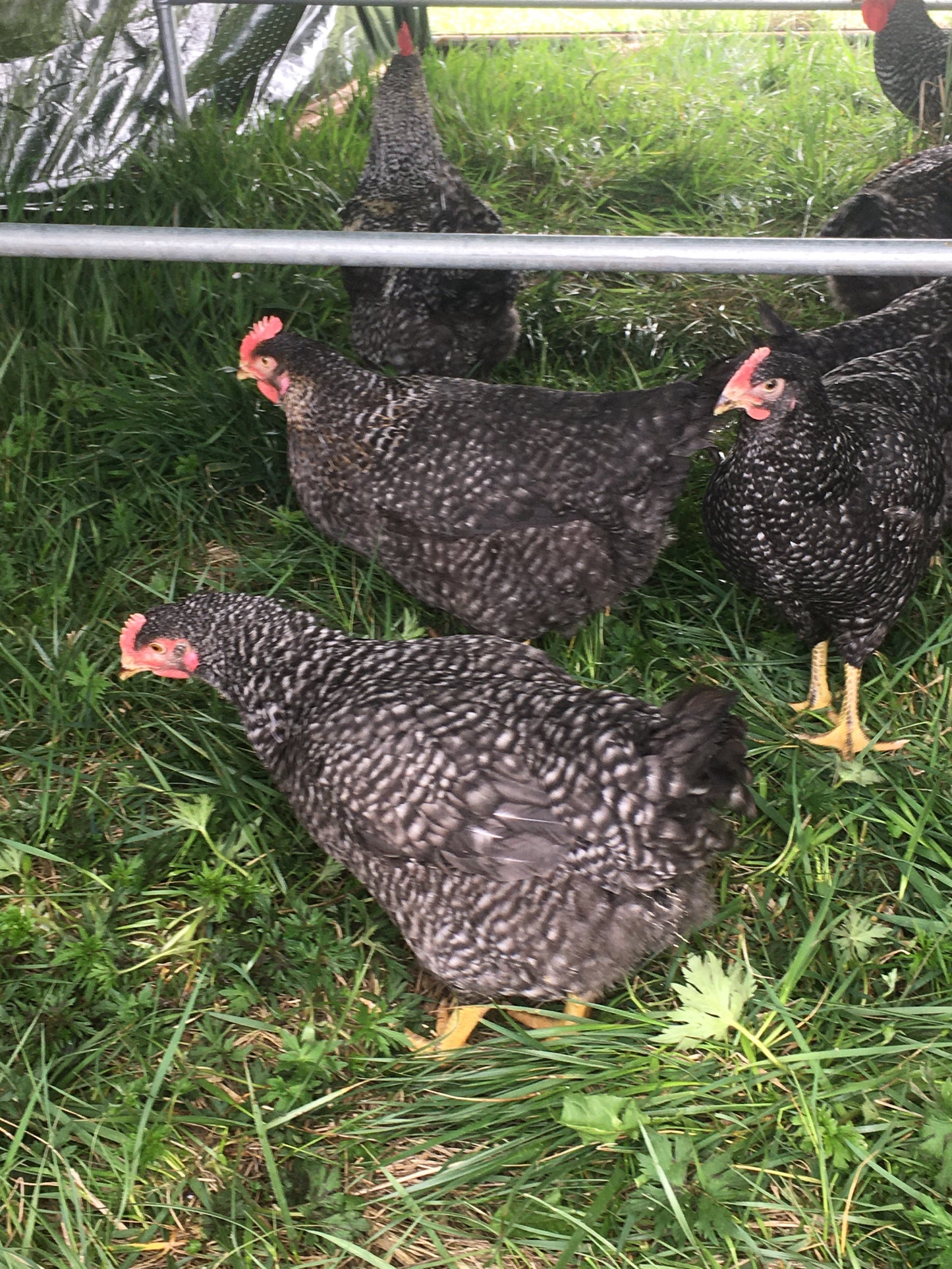 Dirt Parrot Broiler Chicks