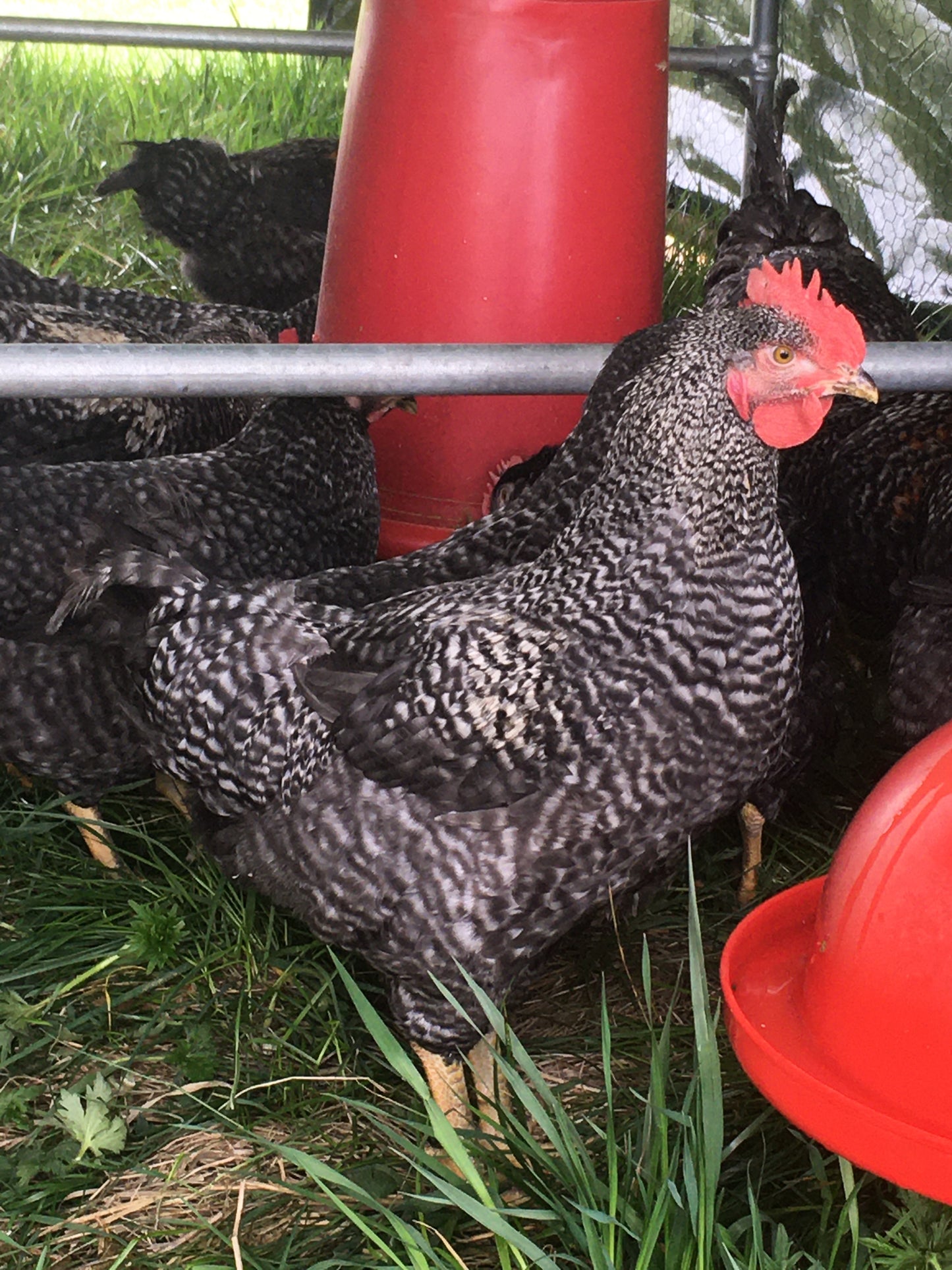 Dirt Parrot Broiler Chicks