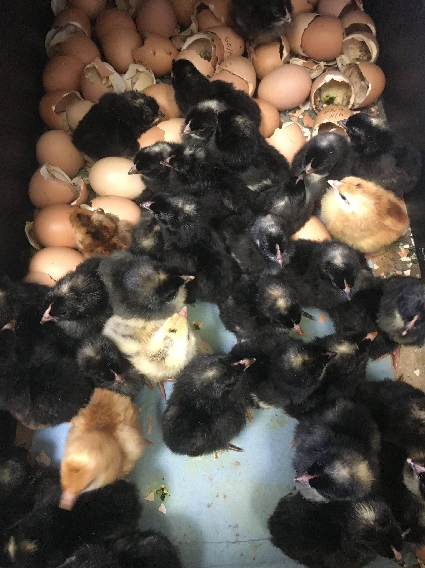 Dirt Parrot Broiler Chicks