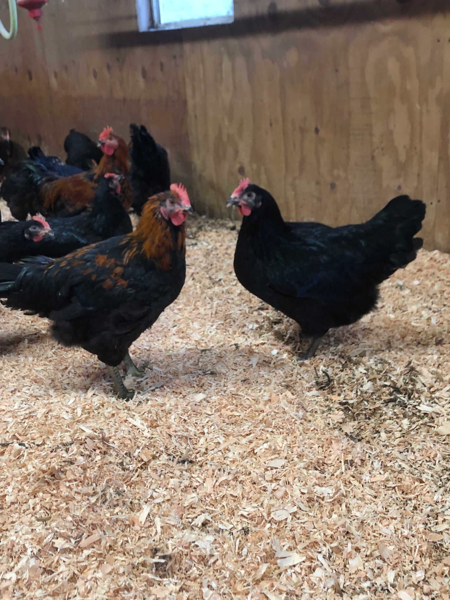 Black Oak — Foundational Line for the Dirt Parrot Broiler