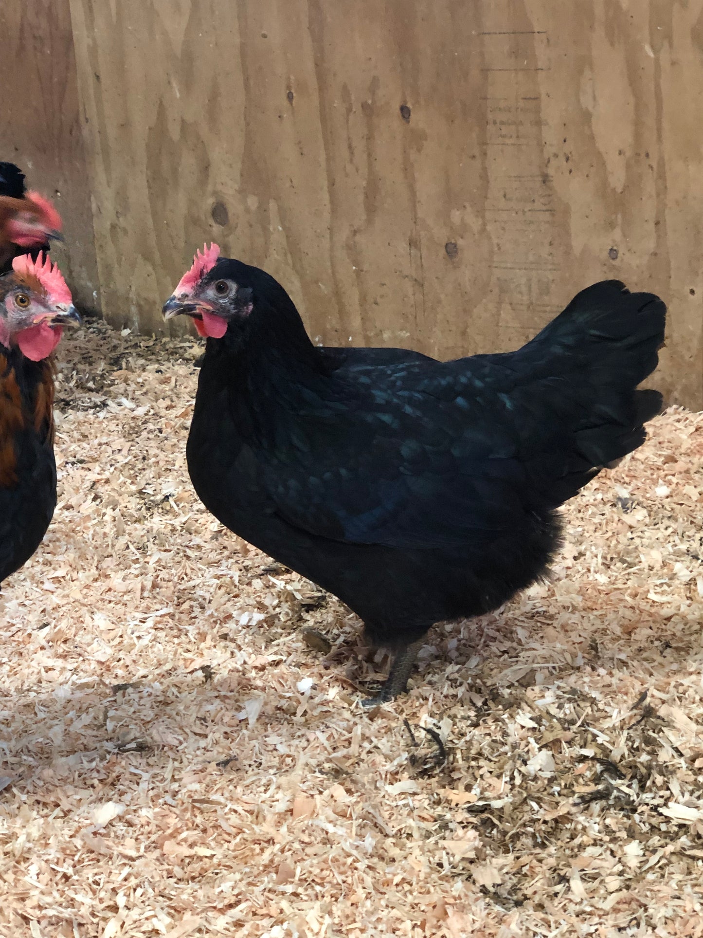 Black Oak — Foundational Line for the Dirt Parrot Broiler