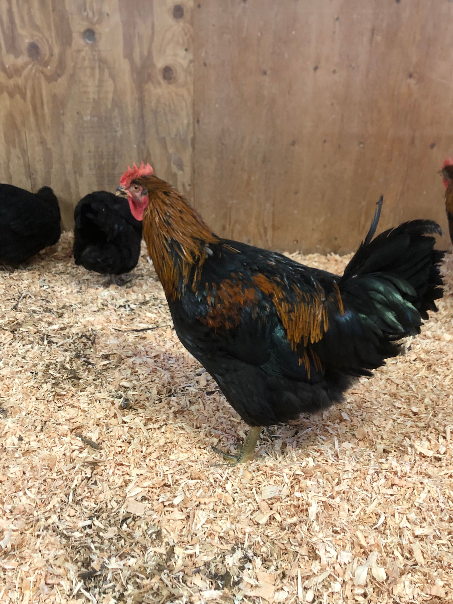 Black Oak — Foundational Line for the Dirt Parrot Broiler