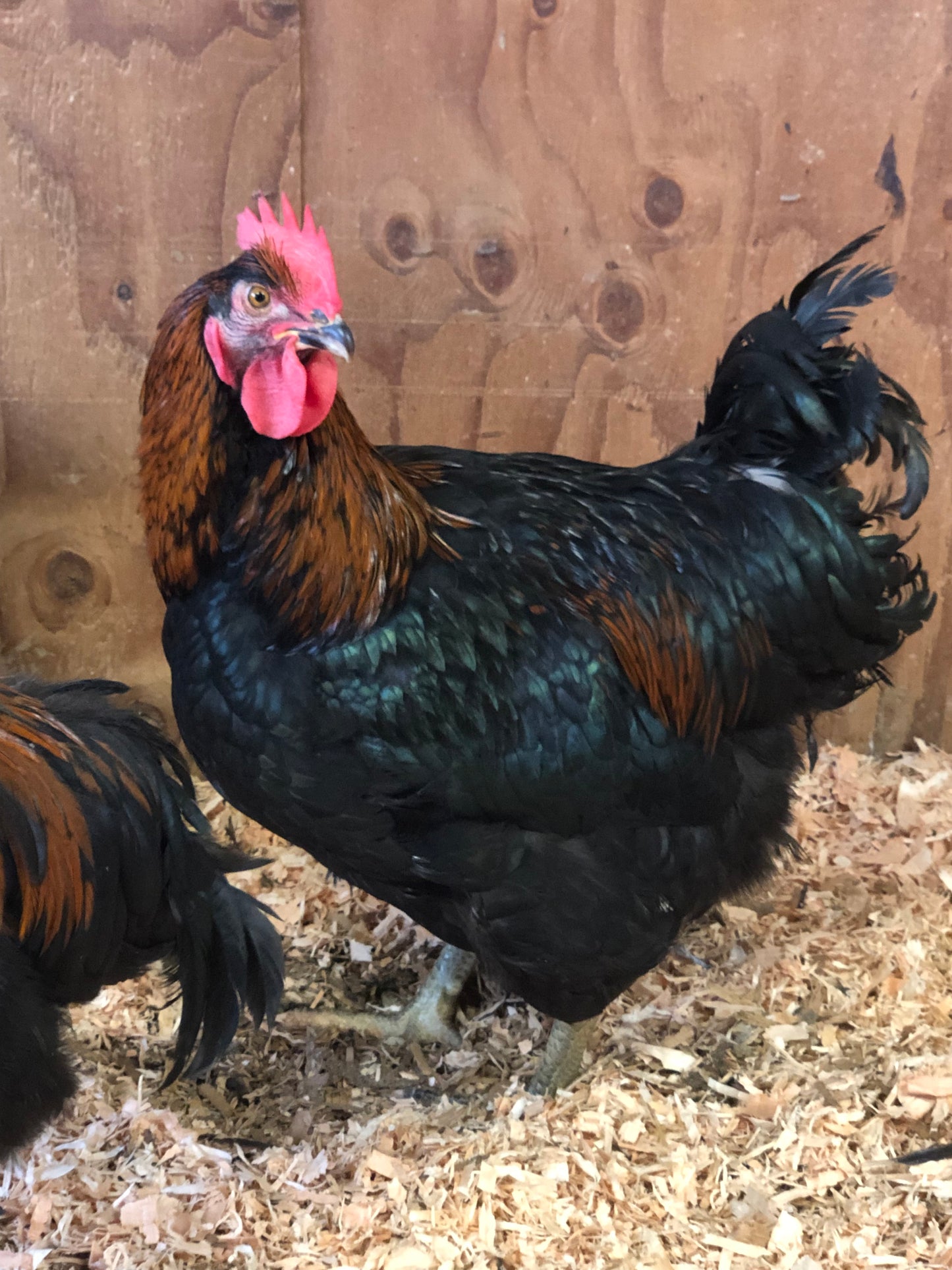 Black Oak — Foundational Line for the Dirt Parrot Broiler