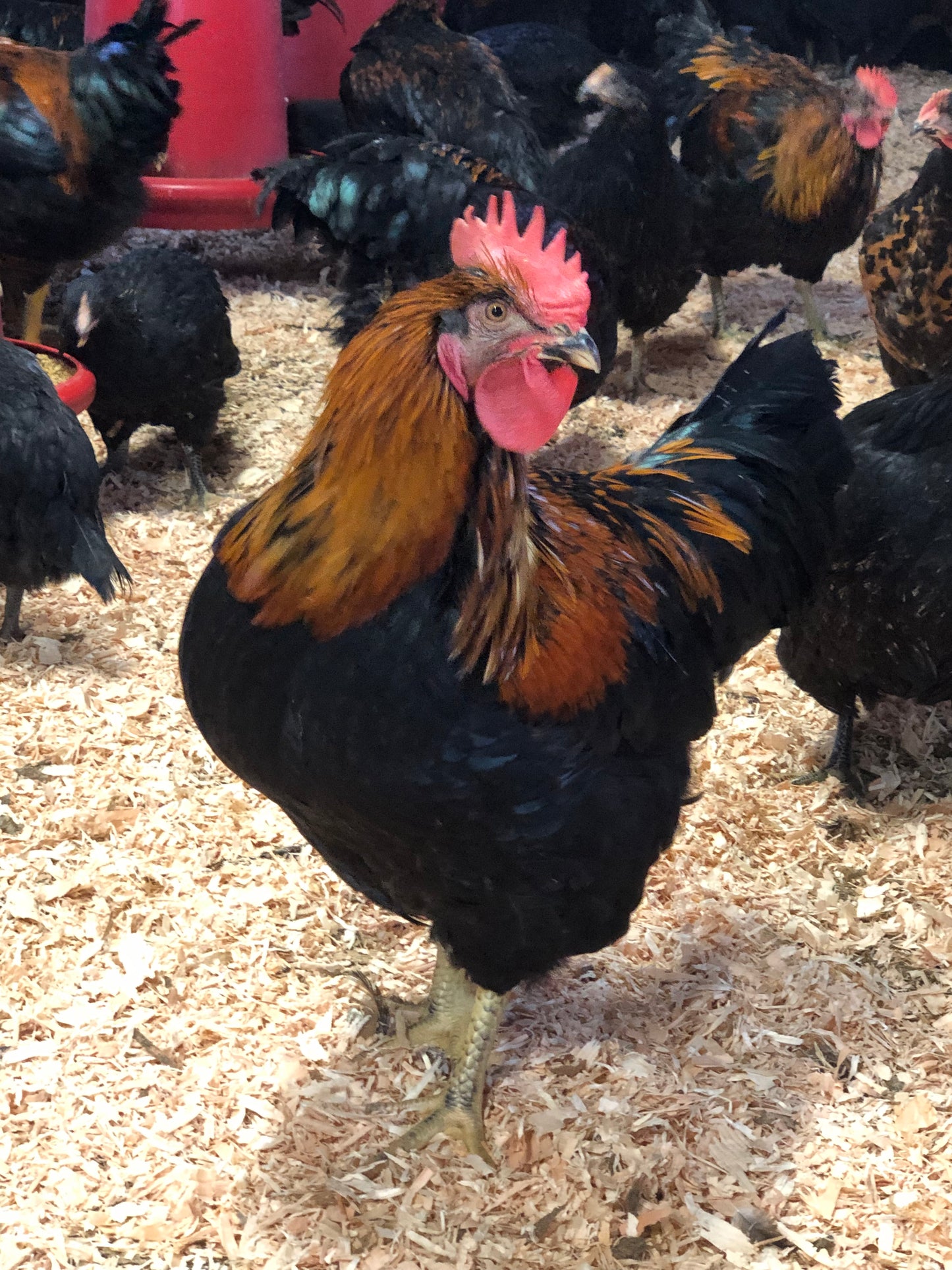 Black Oak — Foundational Line for the Dirt Parrot Broiler
