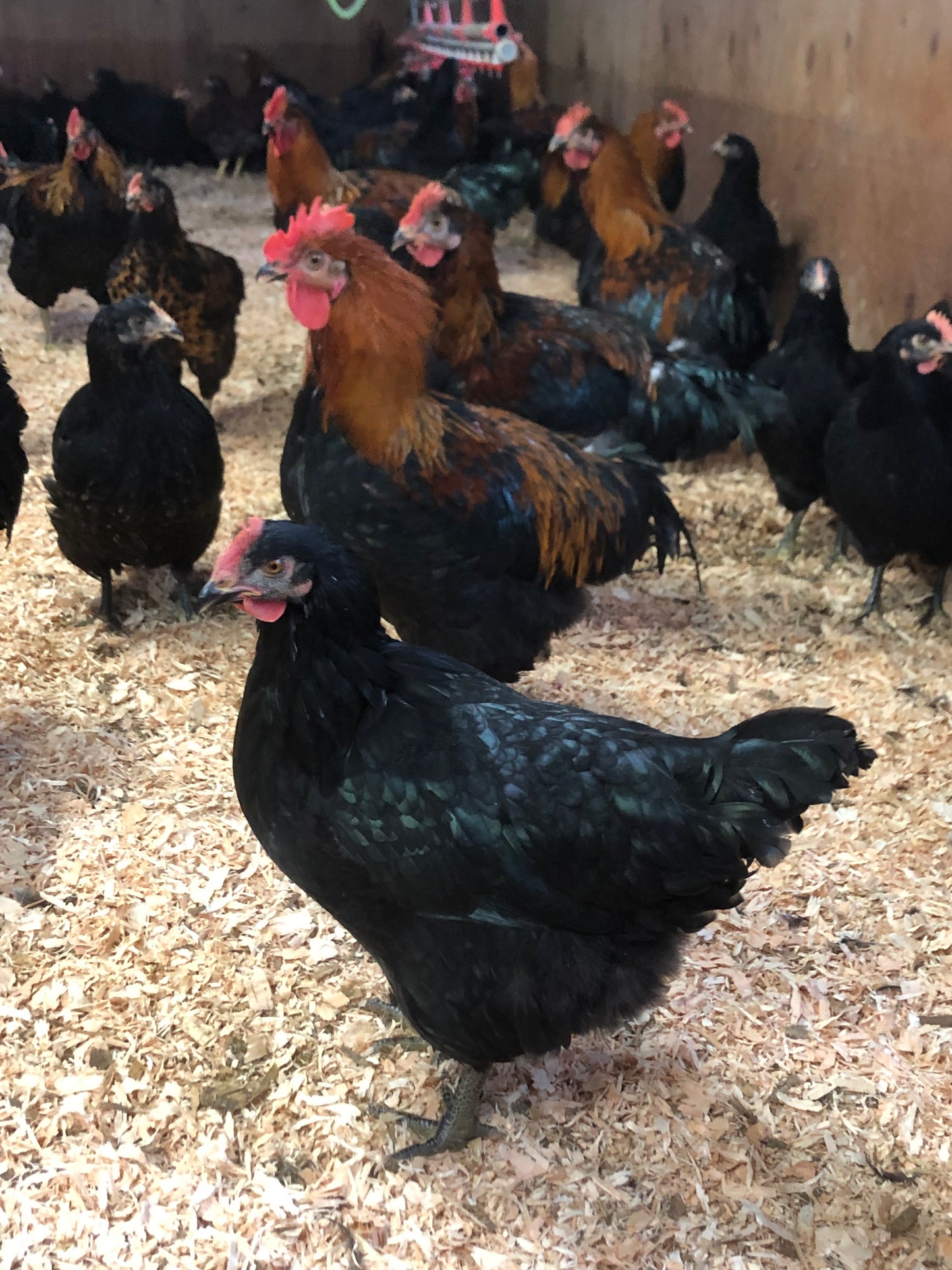Black Oak — Foundational Line for the Dirt Parrot Broiler