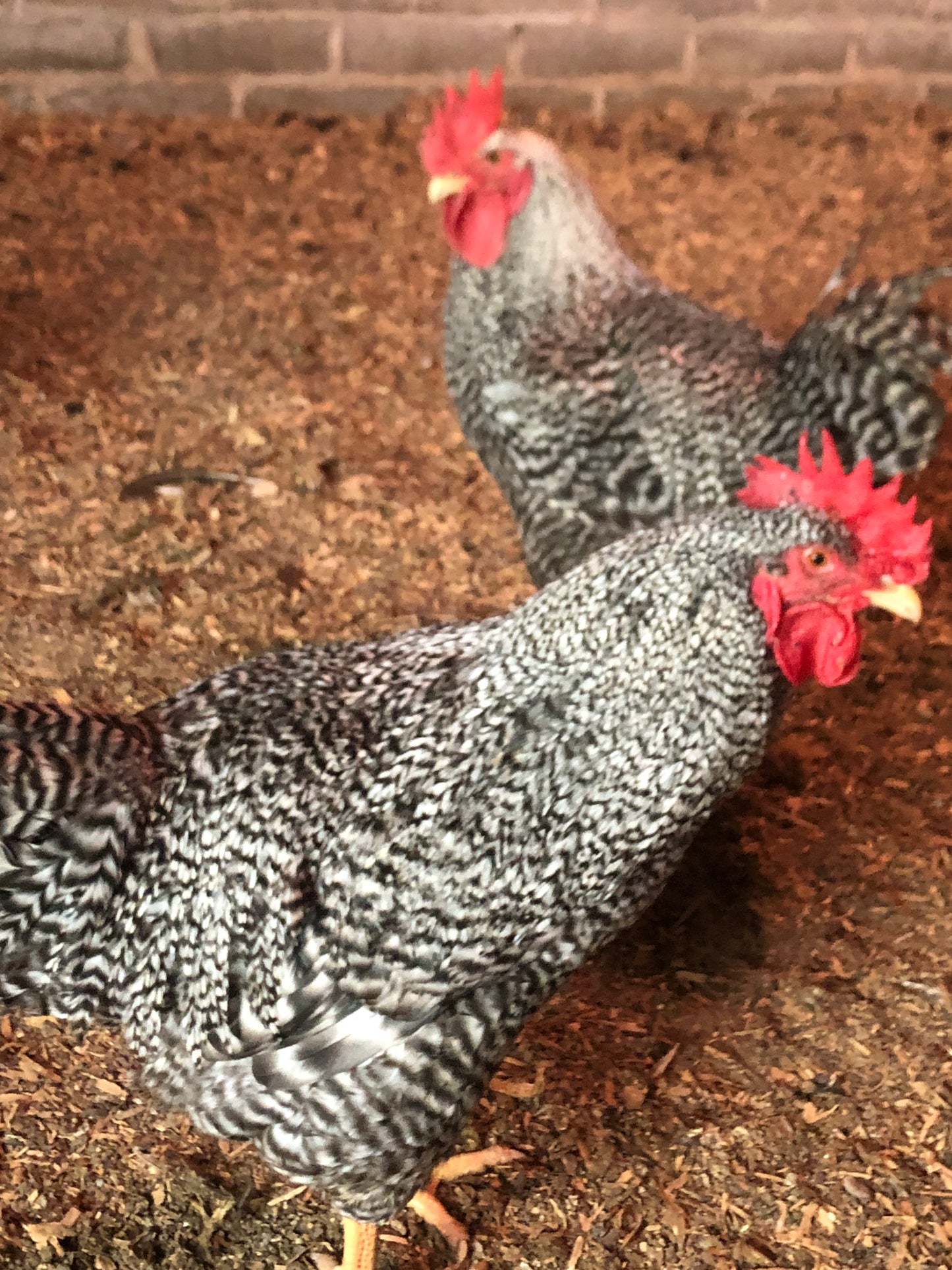Silver Oak — Heritage Muscle for Modern Broilers