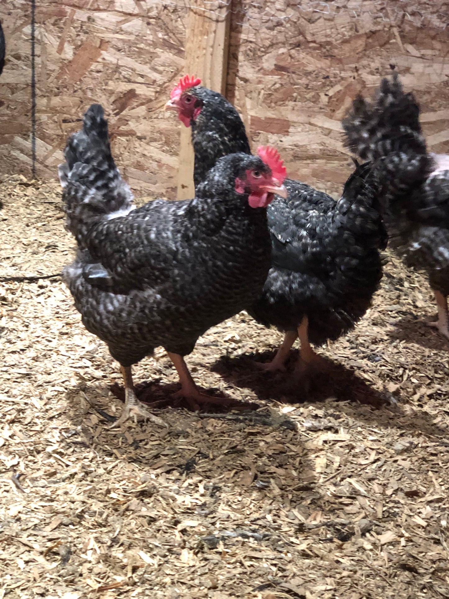 Silver Oak — Heritage Muscle for Modern Broilers