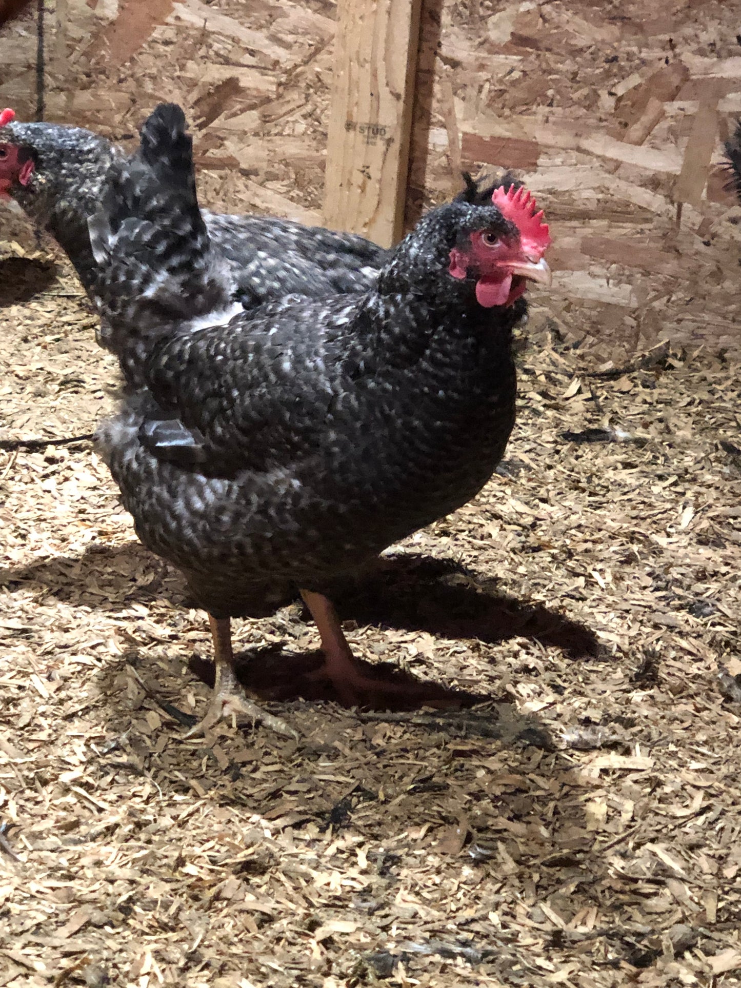 Silver Oak — Heritage Muscle for Modern Broilers
