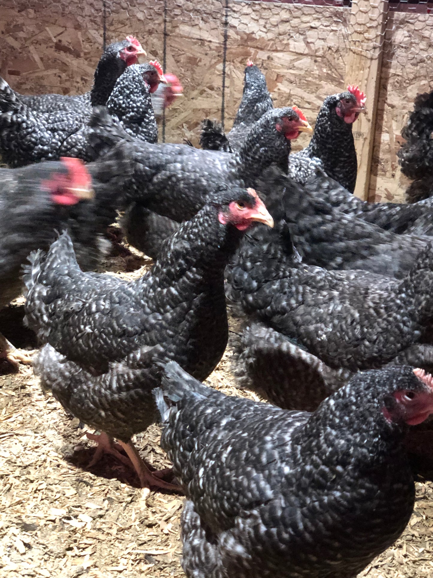Silver Oak — Heritage Muscle for Modern Broilers