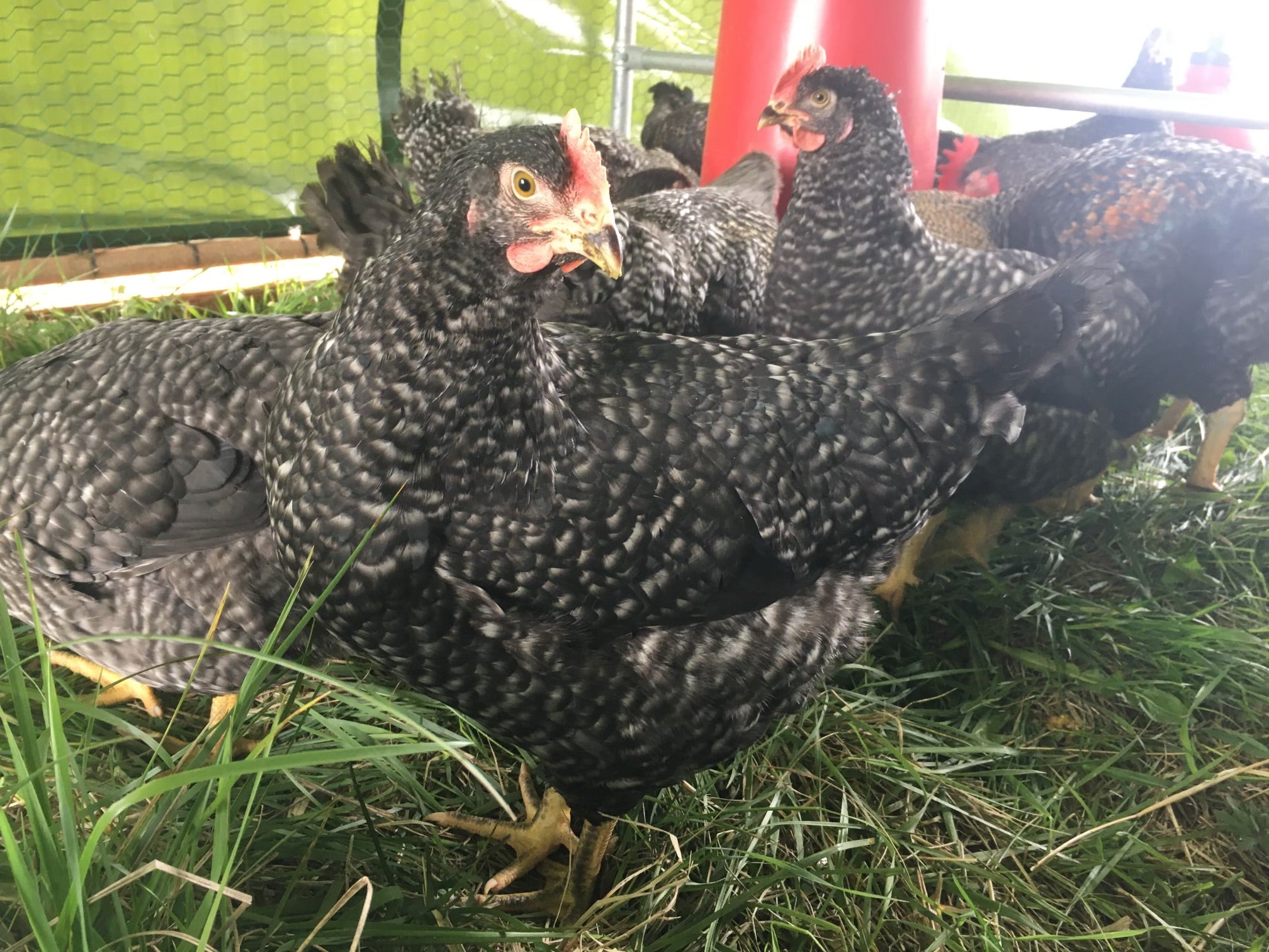 image of a black and white chicken looking at the camera with chickens in the background