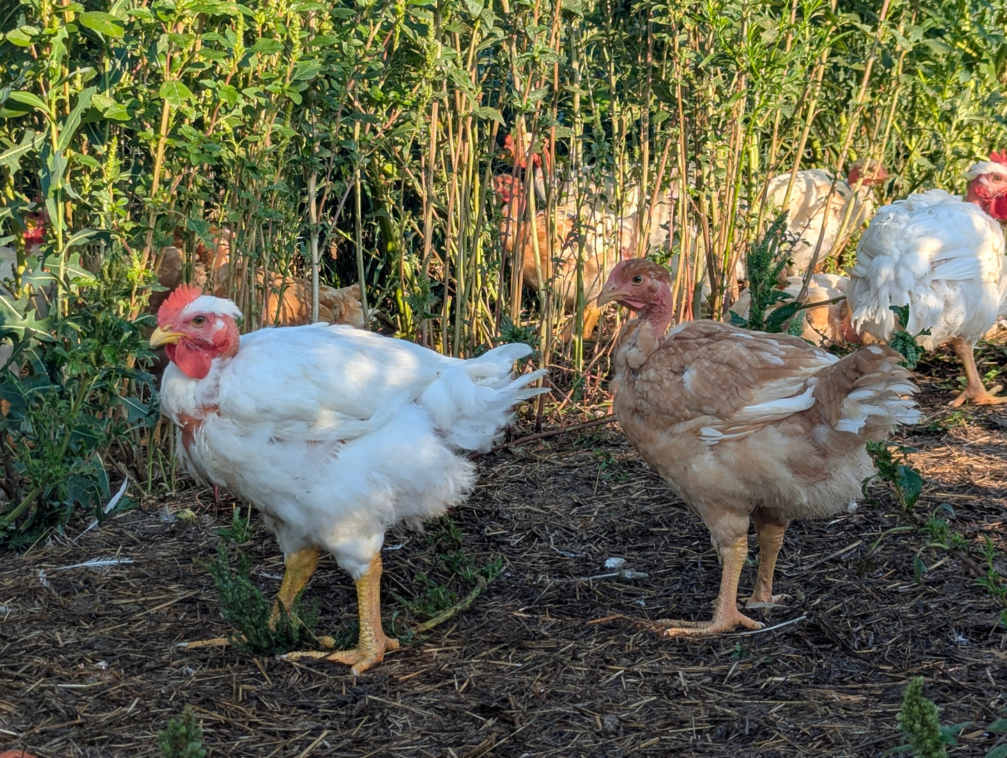 Pioneer Broiler Chicks
