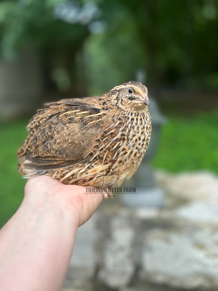Jumbo Brown Coturnix Quail - Coming Fall 2025