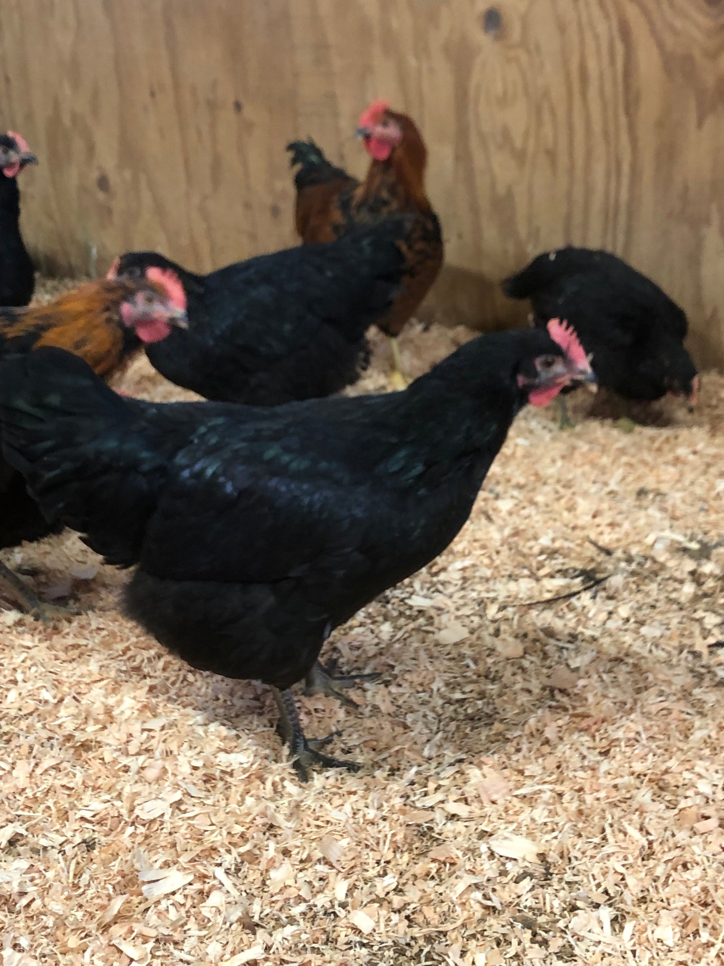 Black Line Breeding Stock Package (Female Line)