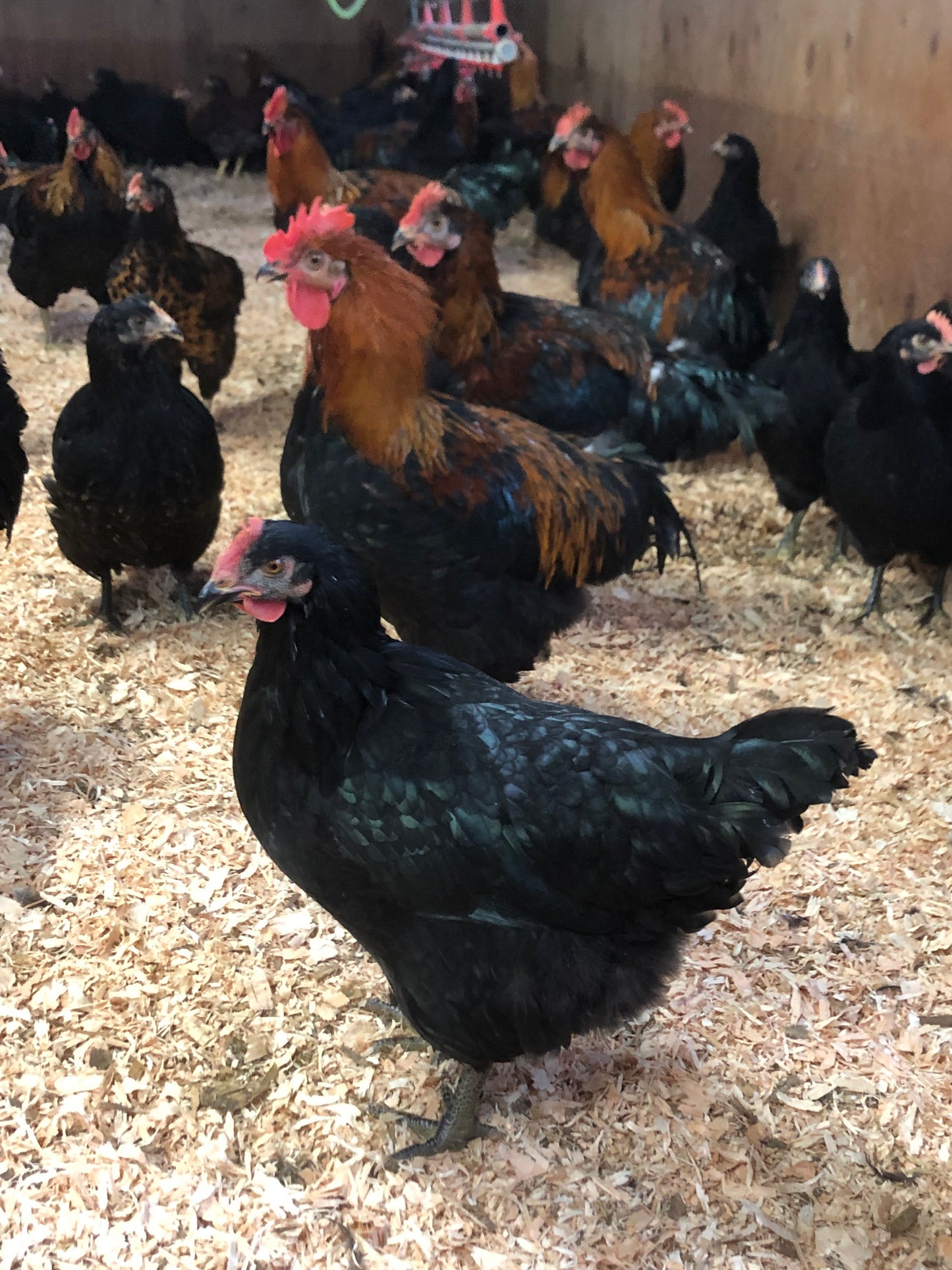 Black Line Breeding Stock Package (Female Line)