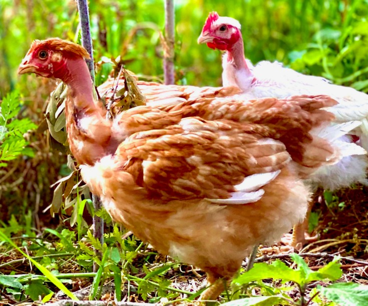 Pioneer Broiler Chicks