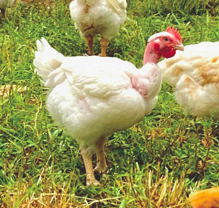 Pioneer Broiler Chicks