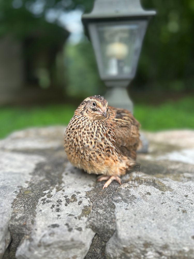 Jumbo Brown Coturnix Quail - Coming Fall 2025